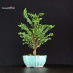 Chamaecyparis Obtusa - Sekka Hinoki - immagine 4