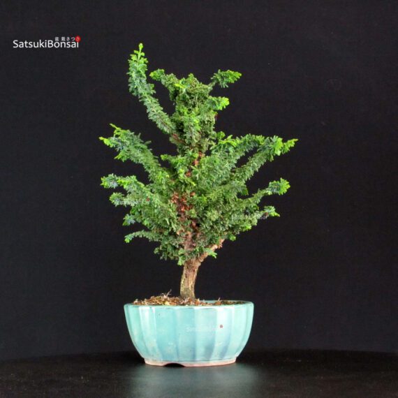 Chamaecyparis Obtusa - Sekka Hinoki - immagine 4