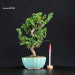 Chamaecyparis Obtusa - Sekka Hinoki