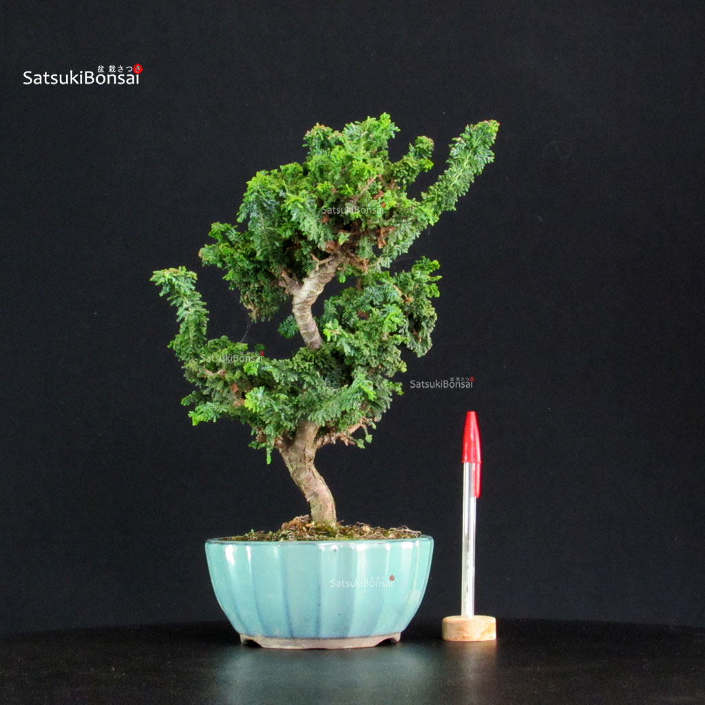 255142_1-Chamaecyparis-obtusa-sekka-hinoki Chamaecyparis Obtusa - Sekka Hinoki - immagine 1