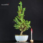 Chamaecyparis Obtusa - Sekka Hinoki