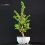 Chamaecyparis Obtusa - Sekka Hinoki - immagine 2