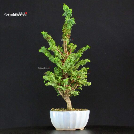 Chamaecyparis Obtusa - Sekka Hinoki - immagine 2