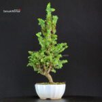 Chamaecyparis Obtusa - Sekka Hinoki - immagine 3