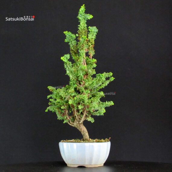 Chamaecyparis Obtusa - Sekka Hinoki - immagine 3