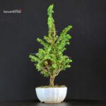 Chamaecyparis Obtusa - Sekka Hinoki - immagine 4