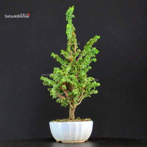 Chamaecyparis Obtusa - Sekka Hinoki - immagine 4