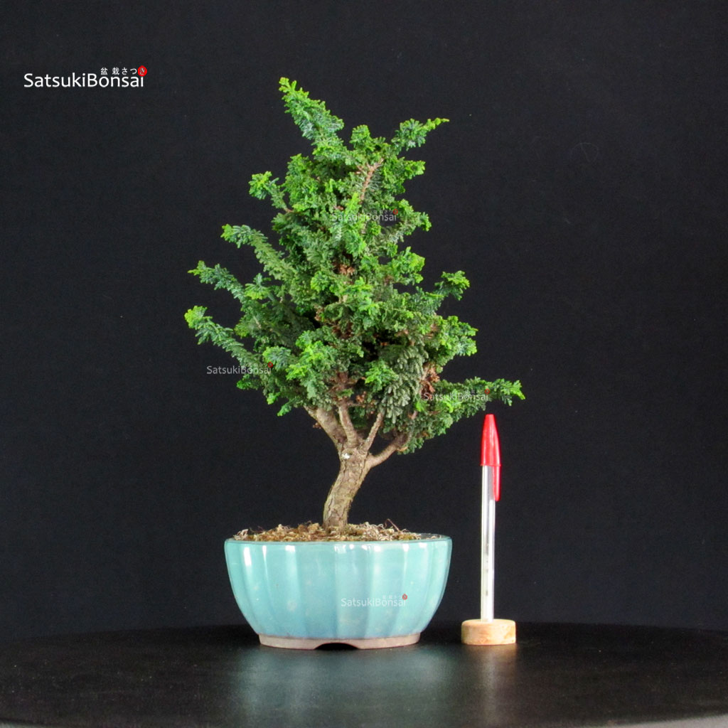 255144_1-Chamaecyparis-obtusa-sekka-hinoki Chamaecyparis Obtusa - Sekka Hinoki - immagine 1