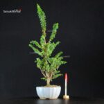 Chamaecyparis Obtusa - Sekka Hinoki