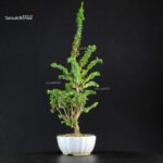 Chamaecyparis Obtusa - Sekka Hinoki - immagine 2