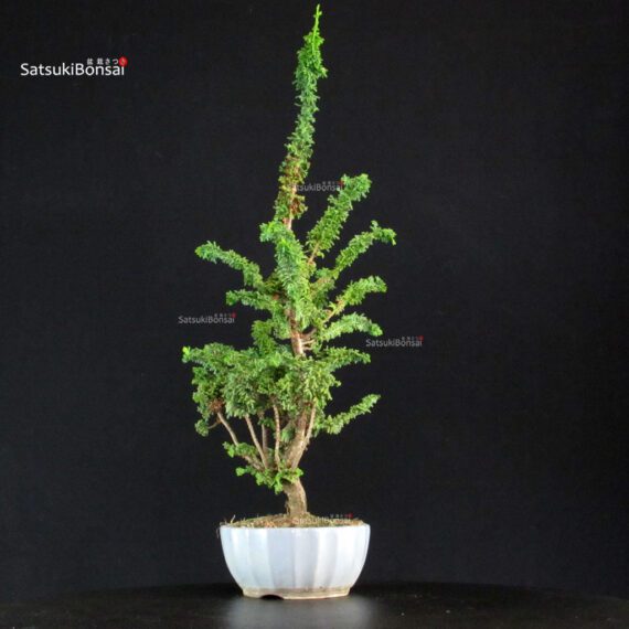 Chamaecyparis Obtusa - Sekka Hinoki - immagine 2