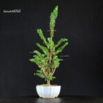 Chamaecyparis Obtusa - Sekka Hinoki - immagine 3