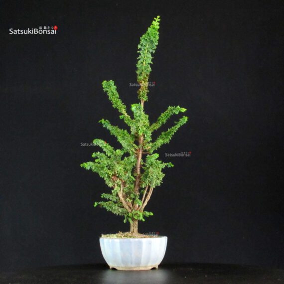 Chamaecyparis Obtusa - Sekka Hinoki - immagine 3
