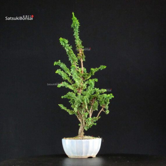 Chamaecyparis Obtusa - Sekka Hinoki - immagine 4