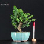 Chamaecyparis Obtusa - Sekka Hinoki