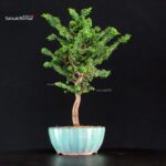 Chamaecyparis Obtusa - Sekka Hinoki - immagine 2