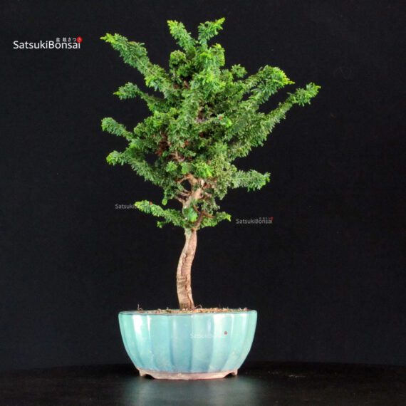Chamaecyparis Obtusa - Sekka Hinoki - immagine 2
