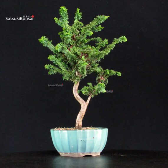 Chamaecyparis Obtusa - Sekka Hinoki - immagine 3