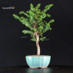 Chamaecyparis Obtusa - Sekka Hinoki - immagine 4