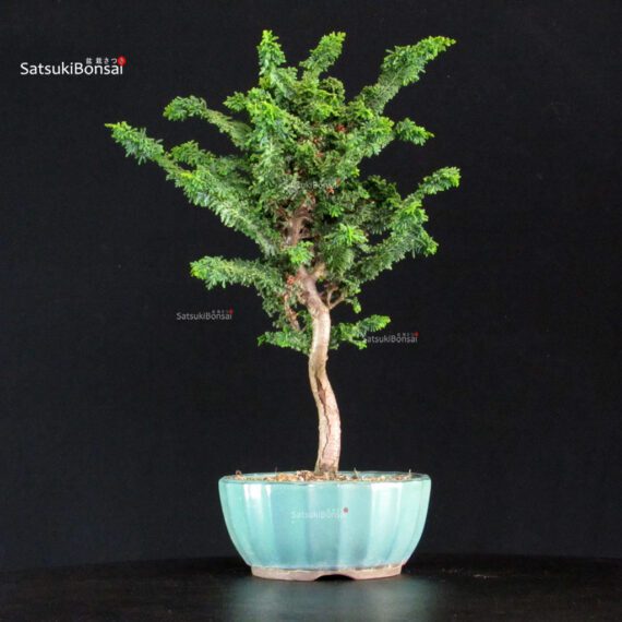 Chamaecyparis Obtusa - Sekka Hinoki - immagine 4