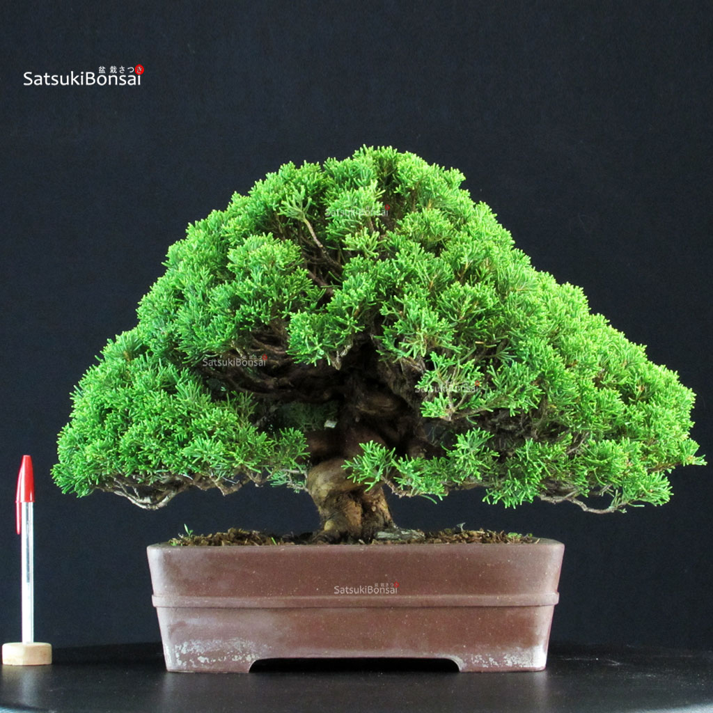 255272_1-Juniperus-chinensis-itoigawa Juniperus Chinensis Itoigawa - immagine 1