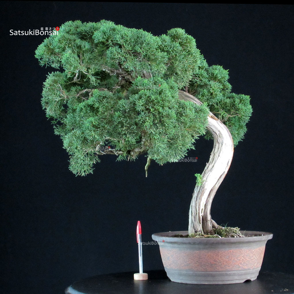 255305_1-Juniperus-chinensis-kishu Juniperus Chinensis Kishu - immagine 1