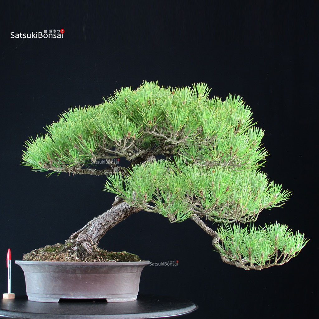 255324_1-Pinus-thunbergii Pinus Thunbergii Kuromatsu - immagine 1