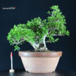 Azalea Satsuki Spp. - immagine 7