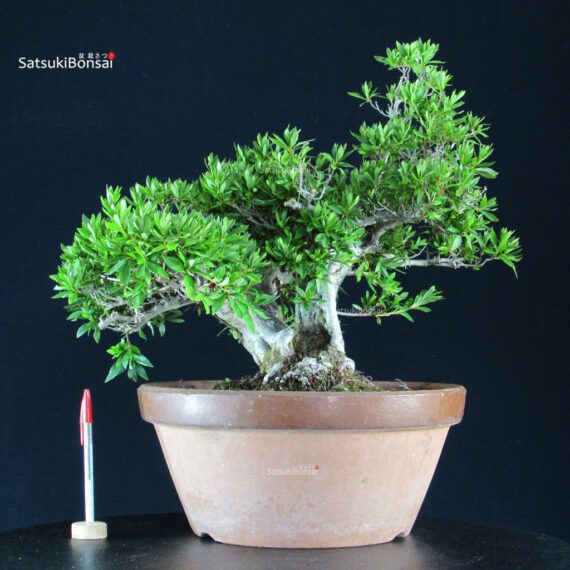 Azalea Satsuki Spp. - immagine 7