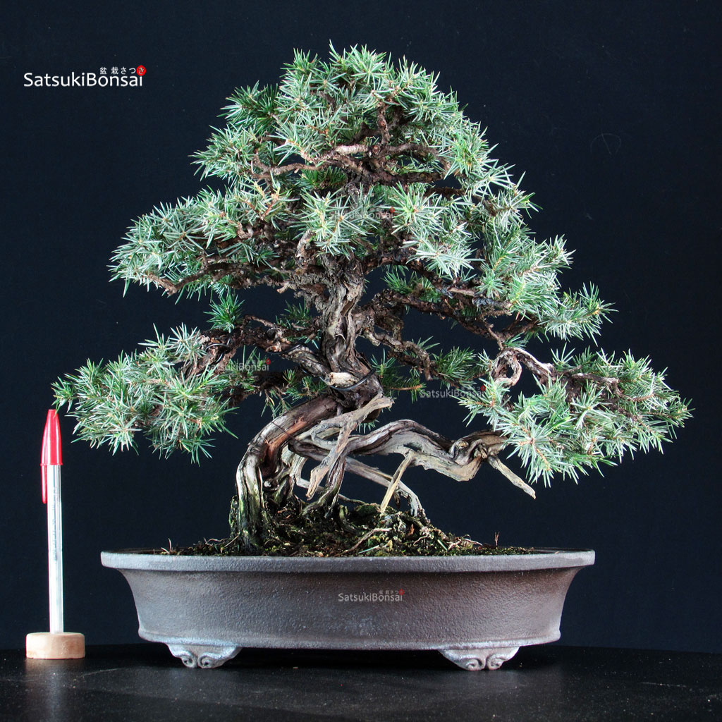 255593_6-Juniperus-Rigida Juniperus Rigida - Tosho - immagine 1