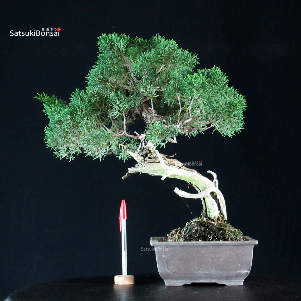 255603_1-Juniperus-chinensis-kishu Juniperus Chinensis Kishu - immagine 1