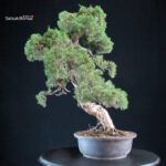 Juniperus Chinensis Kishu - immagine 2