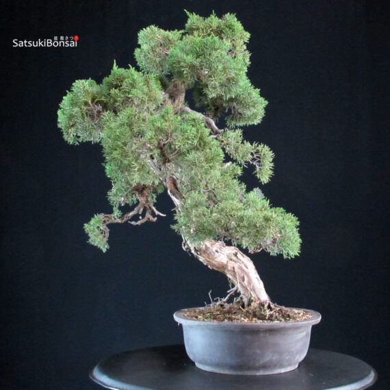 Juniperus Chinensis Kishu - immagine 2