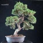 Juniperus Chinensis Kishu - immagine 3