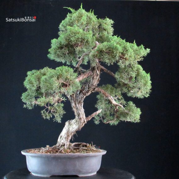 Juniperus Chinensis Kishu - immagine 3