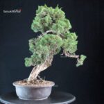Juniperus Chinensis Kishu - immagine 4