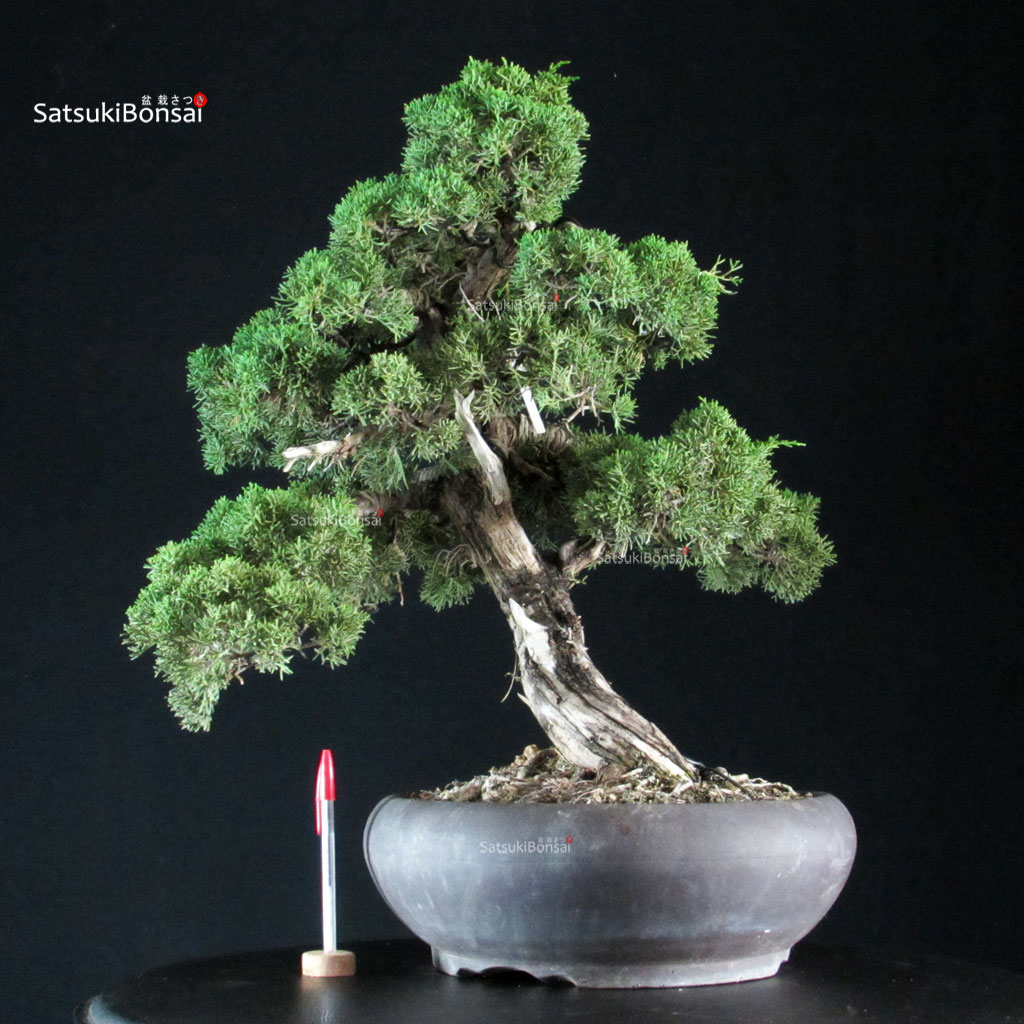 255612_1-Juniperus-chinensis-kishu Juniperus Chinensis Kishu - immagine 1