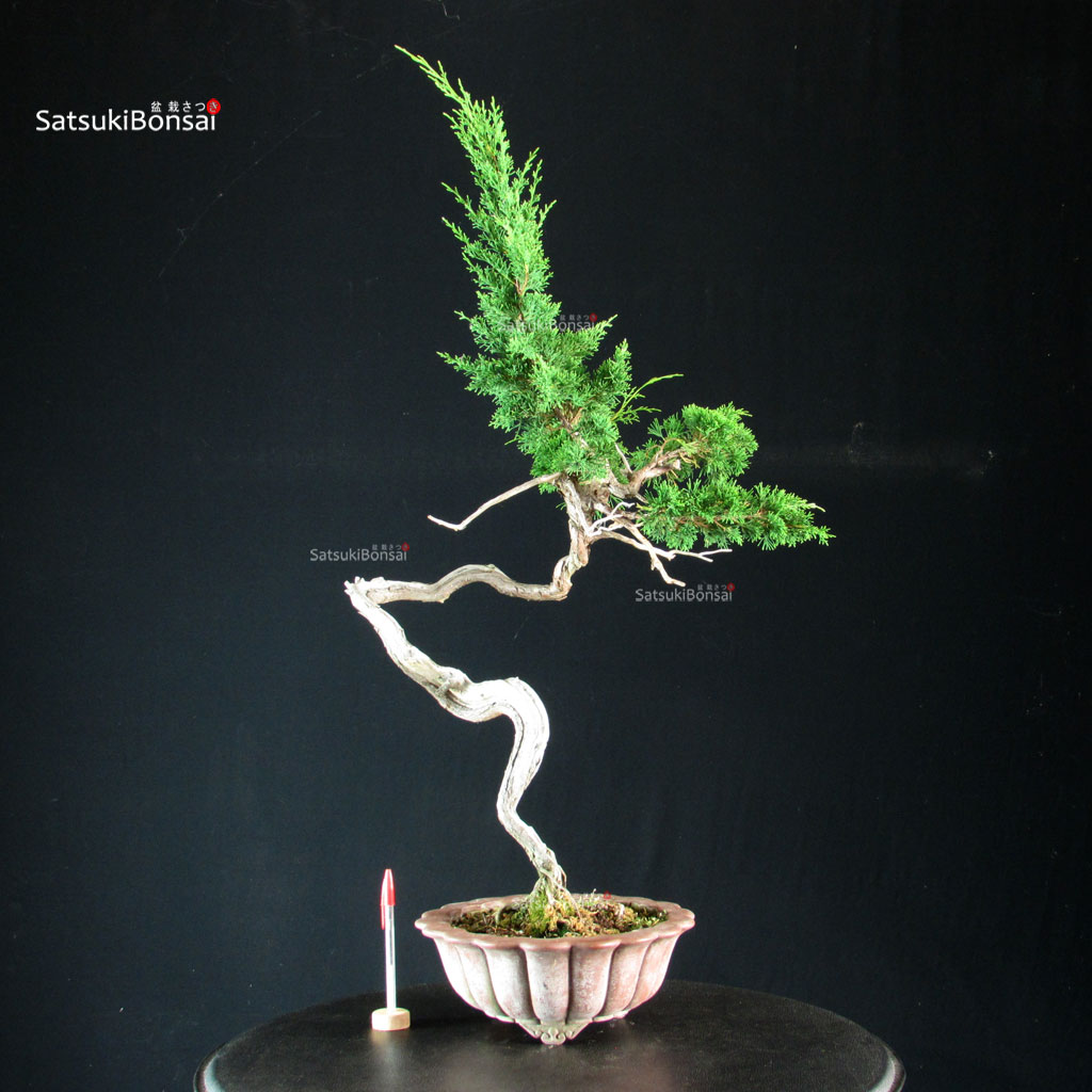 255692_1-Juniperus-chinensis-itoigawa Juniperus Chinensis Itoigawa - Hokkaido - immagine 1