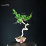 Juniperus Chinensis Itoigawa - Hokkaido - immagine 5