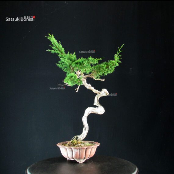 Juniperus Chinensis Itoigawa - Hokkaido - immagine 5
