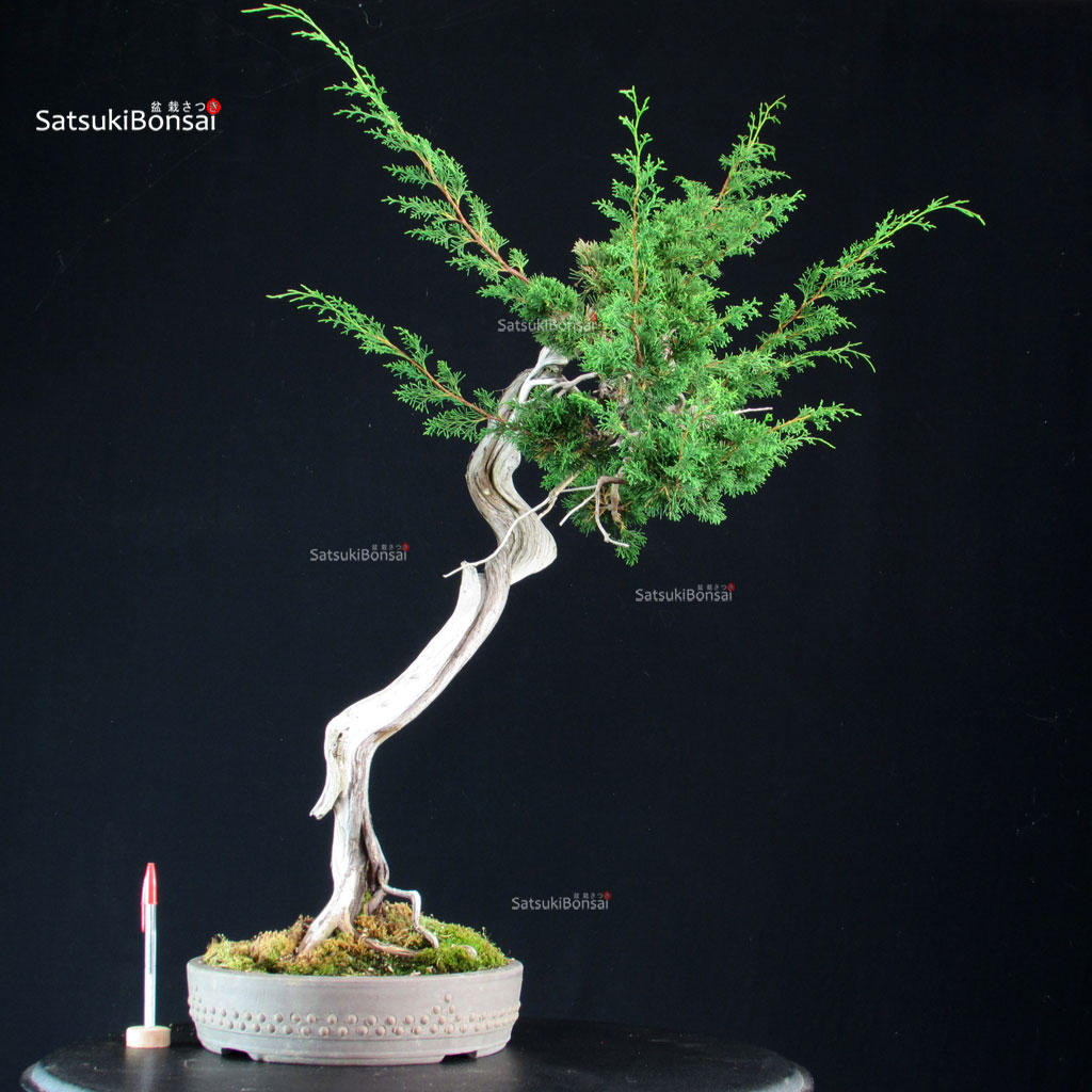 255693_1-Juniperus-chinensis-itoigawa Juniperus Chinensis Itoigawa - Hokkaido - immagine 1
