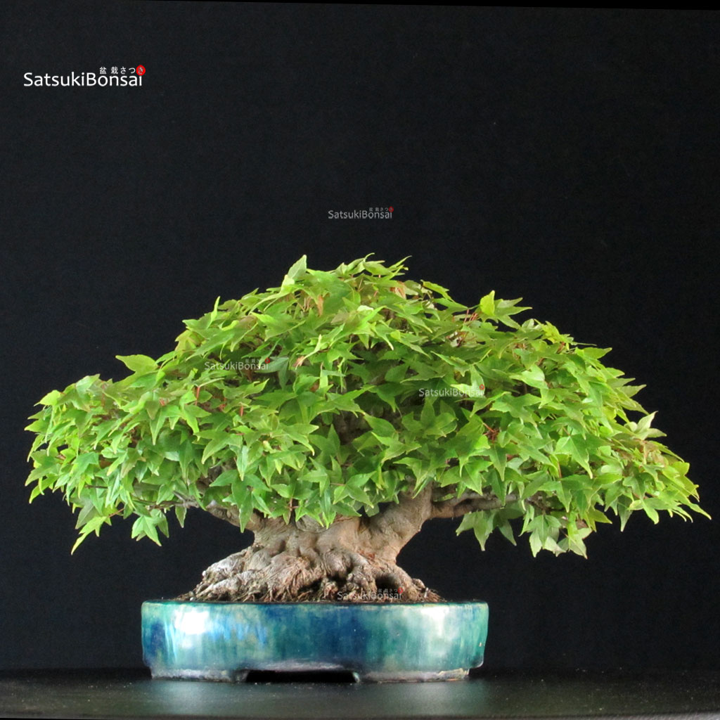 255695_8-Acer-buergerianum-kaede Acer Buergerianum - Kaede shohin VENDUTO - immagine 1