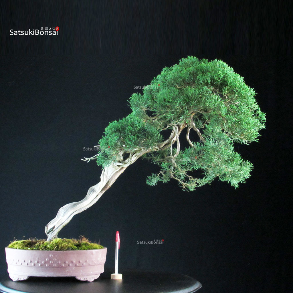 255698_1-Juniperus-chinensis-kishu Juniperus Chinensis Kishu - Hokkaido - immagine 1