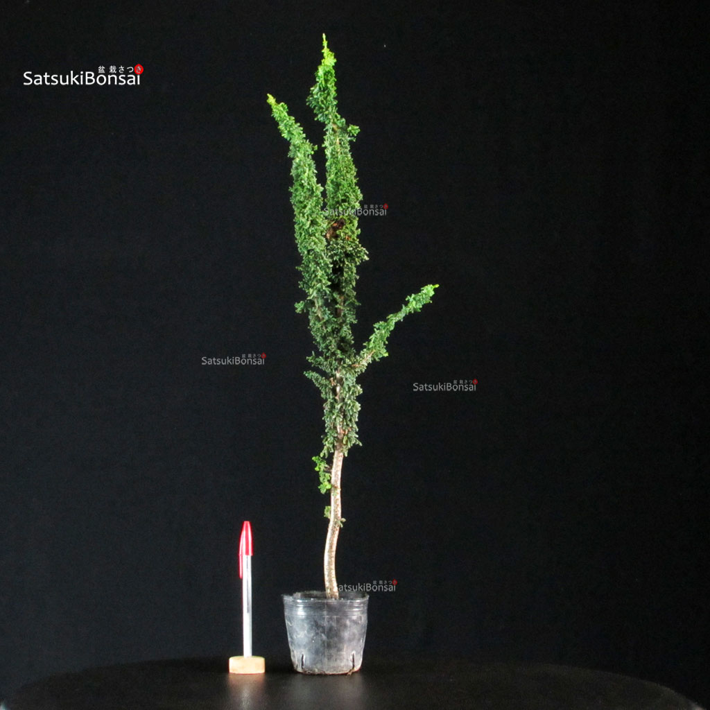 255727_1-Chamaecyparis-obtusa-sekka-hinoki Chamaecyparis Obtusa - Sekka Hinoki - immagine 1