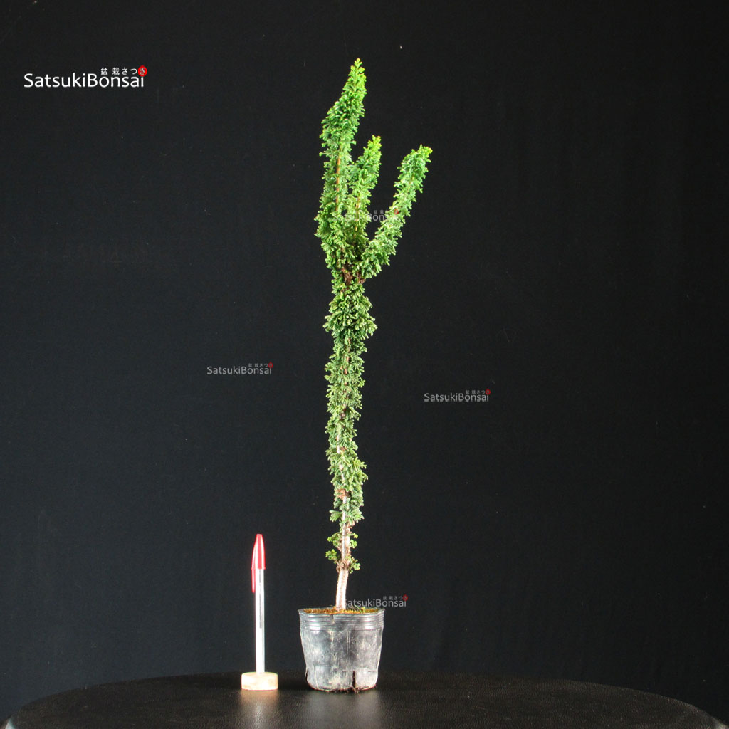 255728_1-Chamaecyparis-obtusa-sekka-hinoki Chamaecyparis Obtusa - Sekka Hinoki - immagine 1