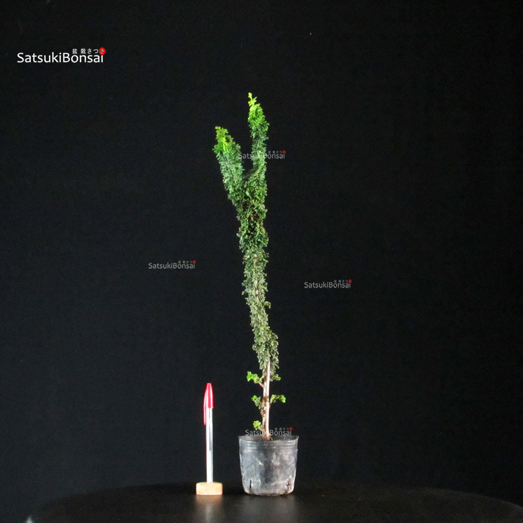 255729_1-Chamaecyparis-obtusa-sekka-hinoki Chamaecyparis Obtusa - Sekka Hinoki - immagine 1