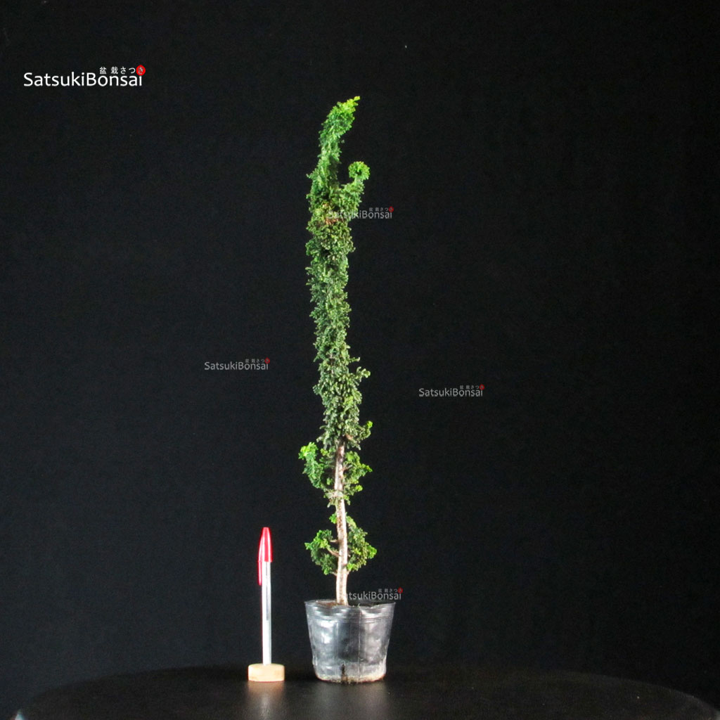 255730_1-Chamaecyparis-obtusa-sekka-hinoki Chamaecyparis Obtusa - Sekka Hinoki - immagine 1