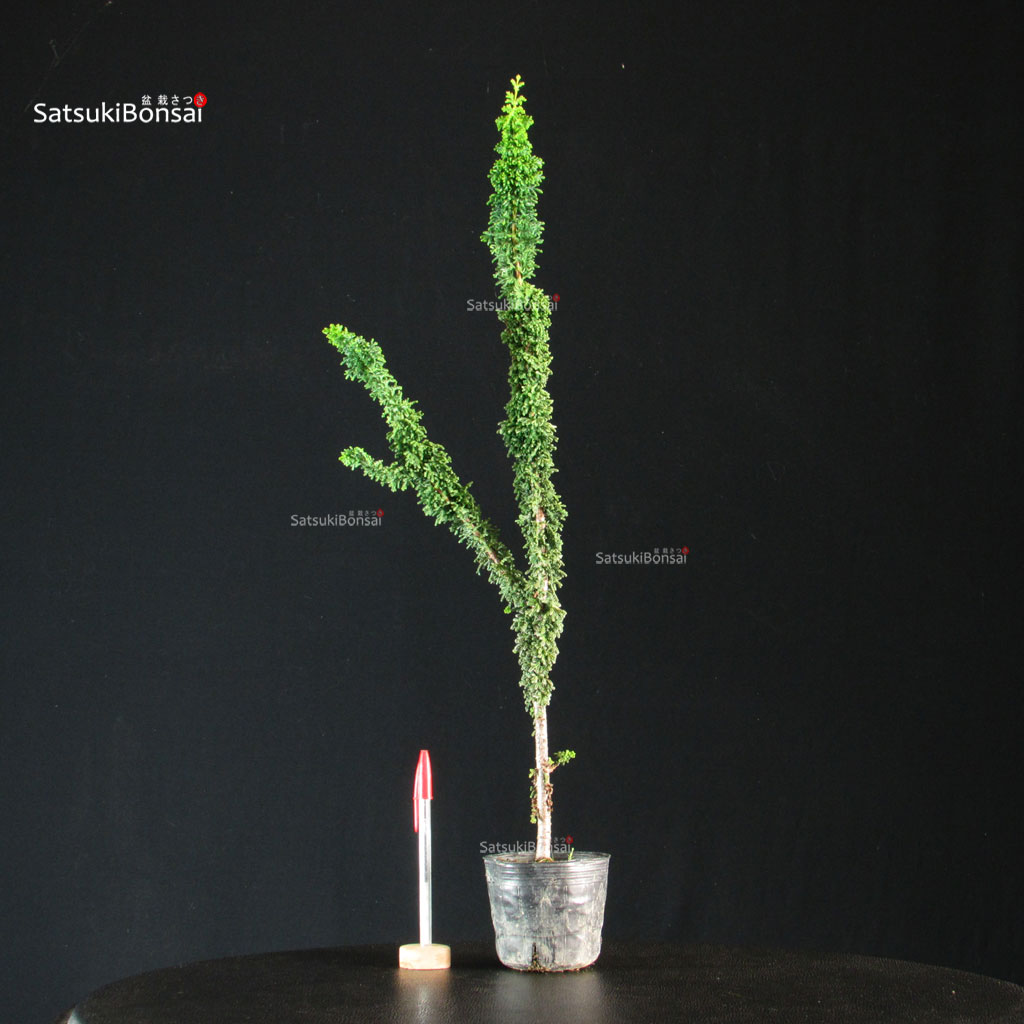 255731_1-Chamaecyparis-obtusa-sekka-hinoki Chamaecyparis Obtusa - Sekka Hinoki - immagine 1