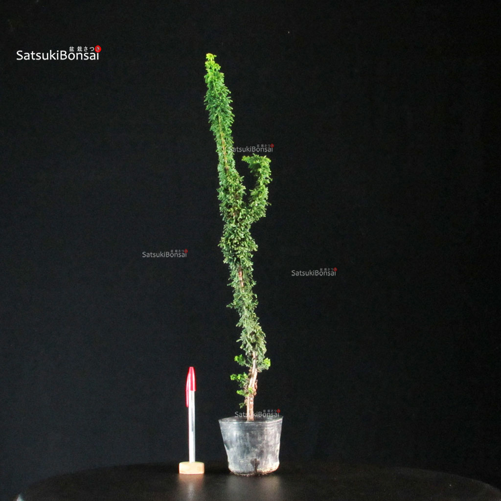 255732_1-Chamaecyparis-obtusa-sekka-hinoki Chamaecyparis Obtusa - Sekka Hinoki - immagine 1