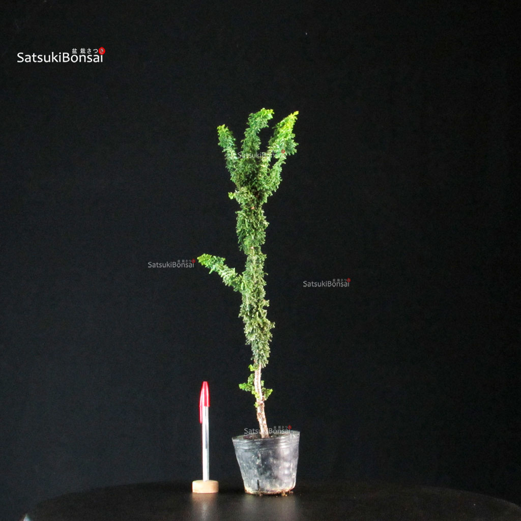255733_1-Chamaecyparis-obtusa-sekka-hinoki Chamaecyparis Obtusa - Sekka Hinoki - immagine 1